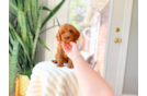 Cute Cavapoo Baby