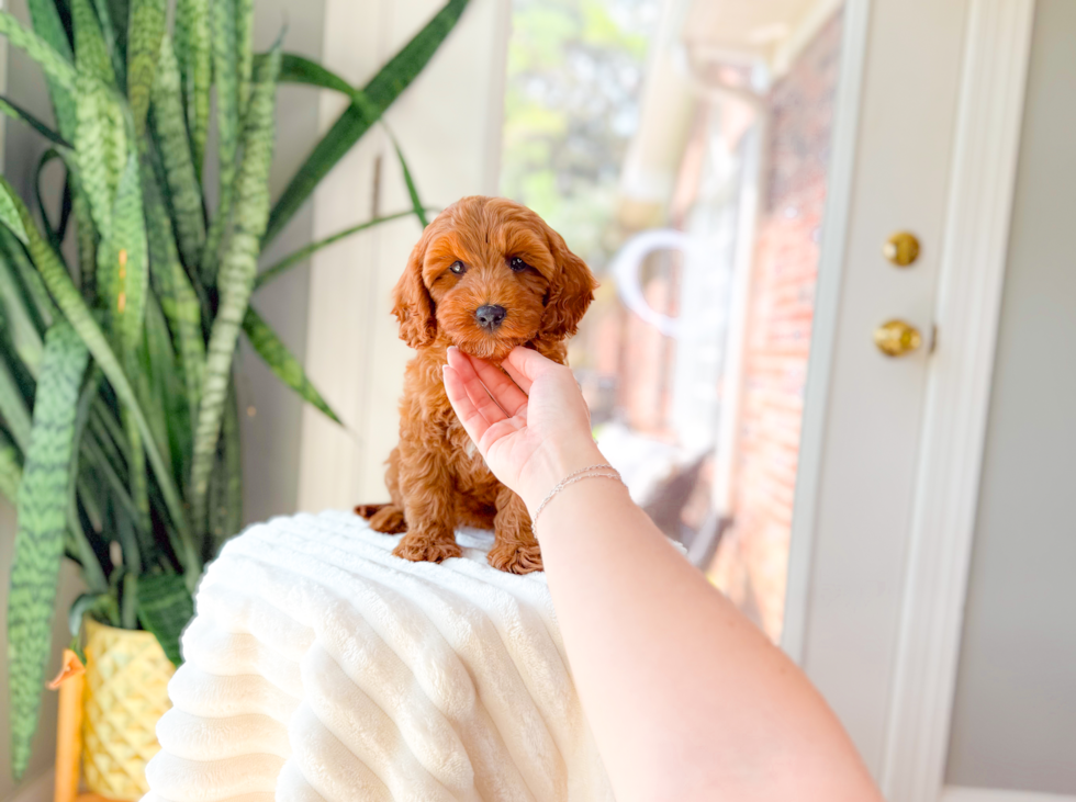 Cute Cavapoo Baby