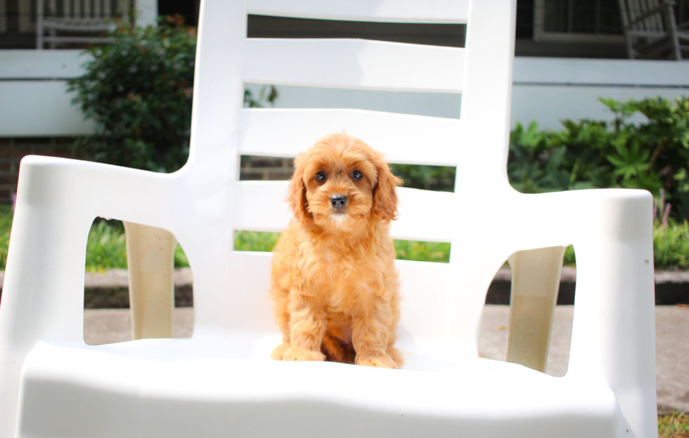 Cavapoo Pup Being Cute