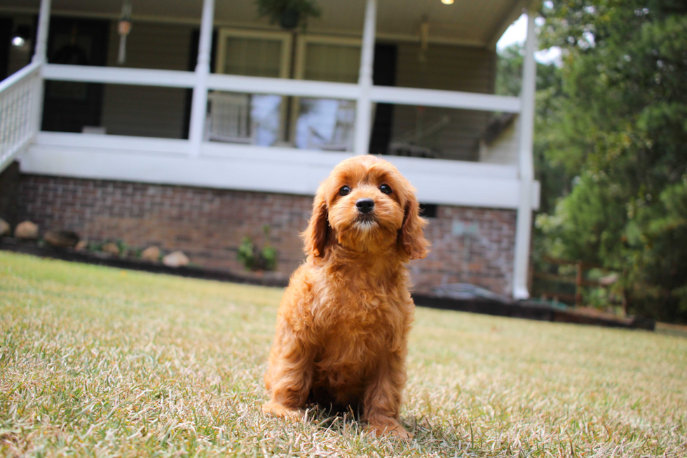 Best Cavapoo Baby