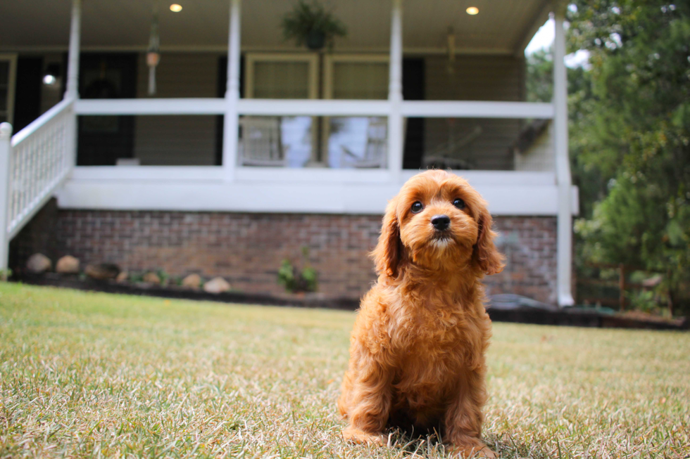 Cavapoo Pup Being Cute