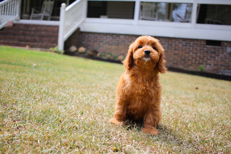 Cute Cavalier King Charles Spaniel and Poodle Mix Poodle Mix Puppy