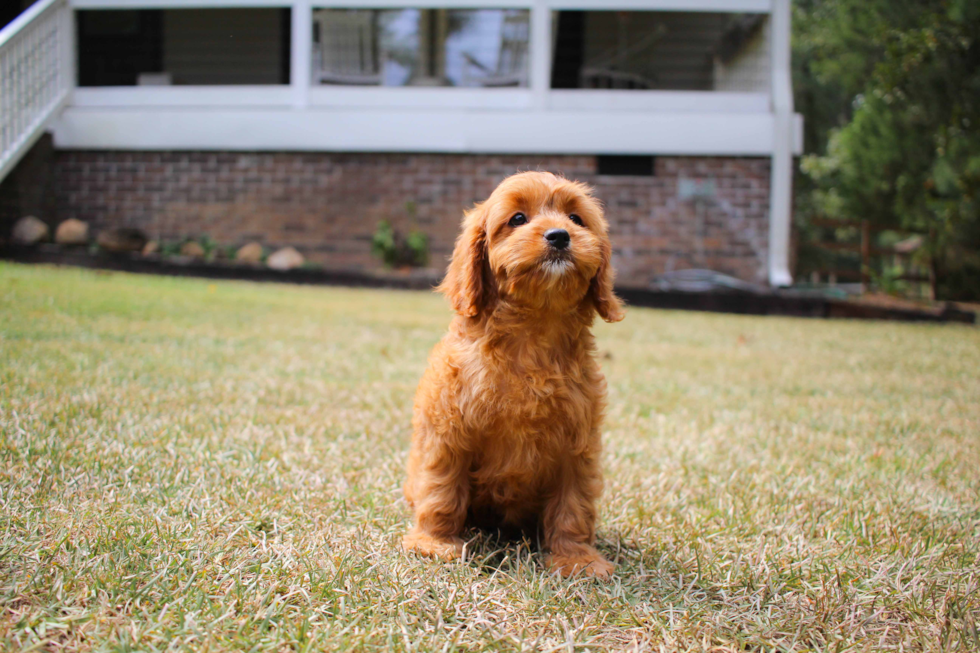 Best Cavapoo Baby