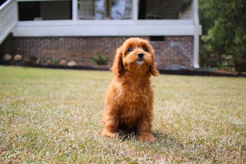 Best Cavapoo Baby