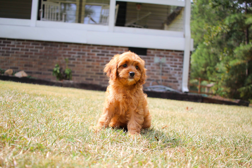 Cute Cavoodle Poodle Mix Puppy