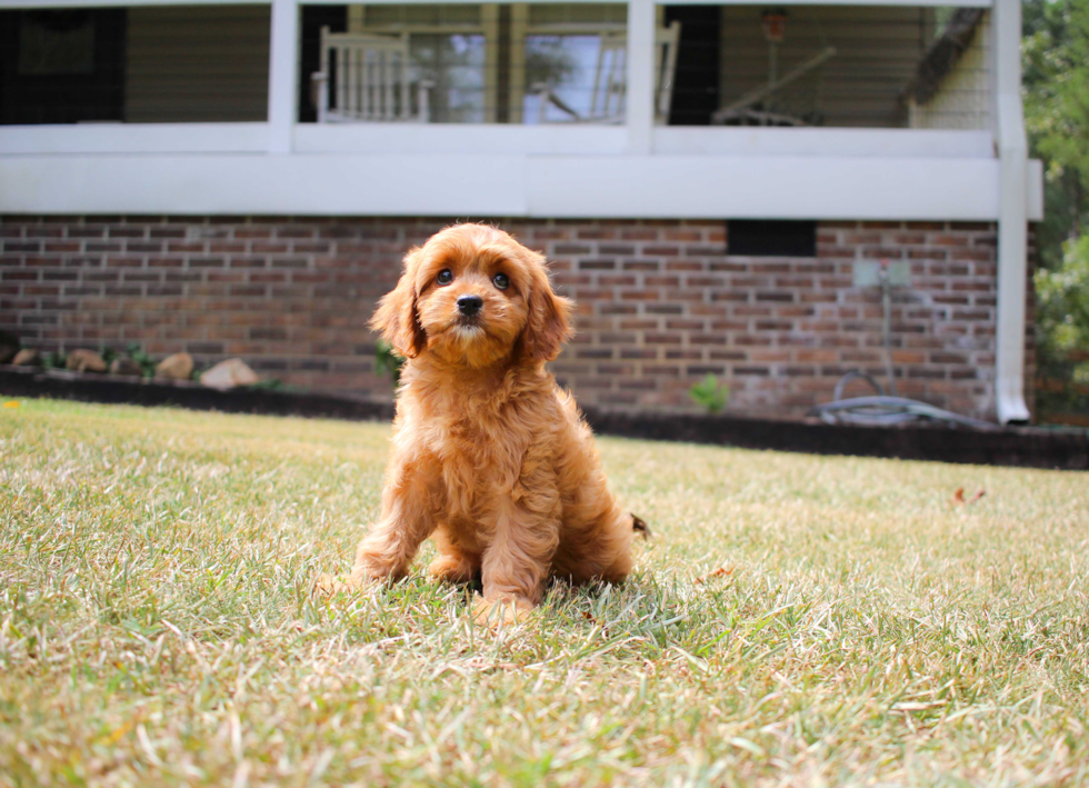 Cute Cavapoo Baby