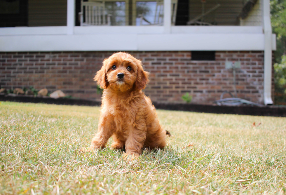 Cute Cavapoo Poodle Mix Pup