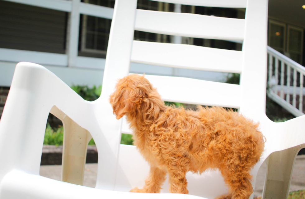 Cavapoo Pup Being Cute