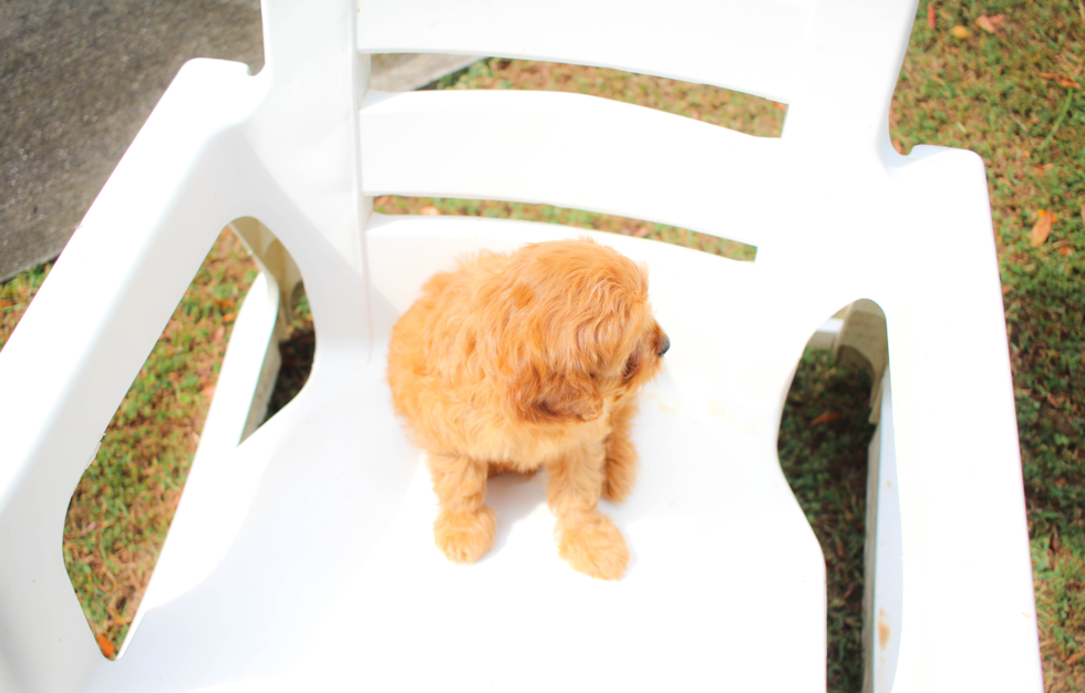 Cute Cavapoo Poodle Mix Pup