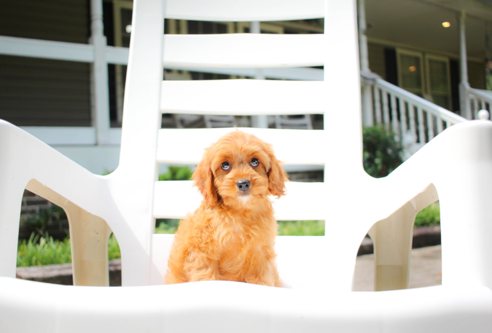 Best Cavapoo Baby