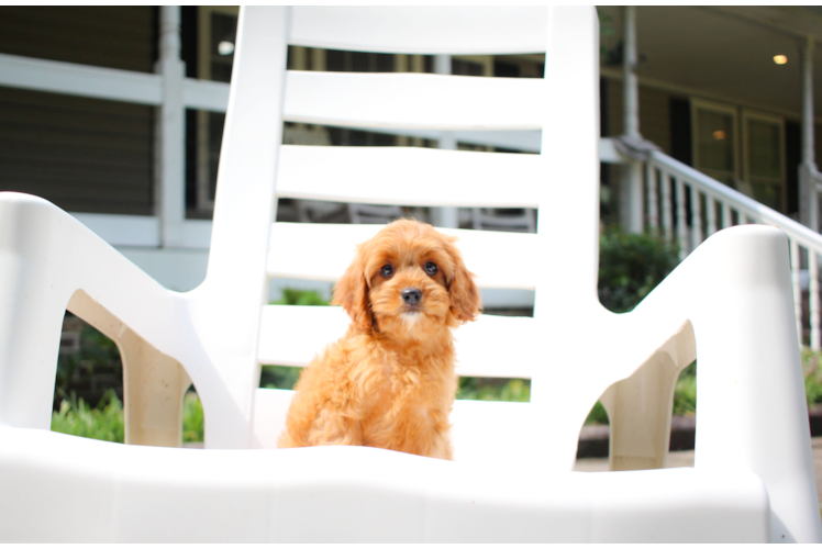 Cute Cavalier King Charles Spaniel and Poodle Mix Poodle Mix Puppy