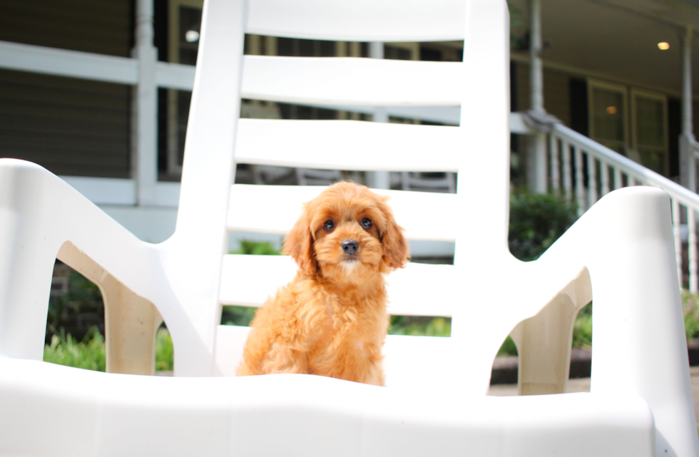 Cute Cavalier King Charles Spaniel and Poodle Mix Poodle Mix Puppy