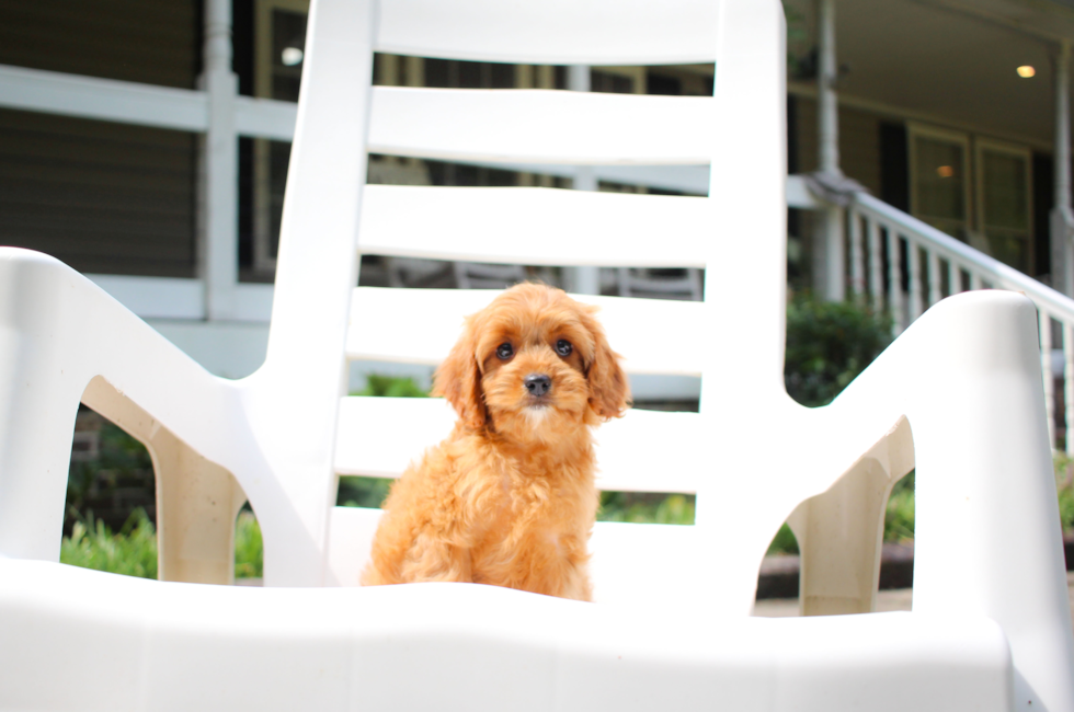 10 week old Cavapoo Puppy For Sale - Simply Southern Pups