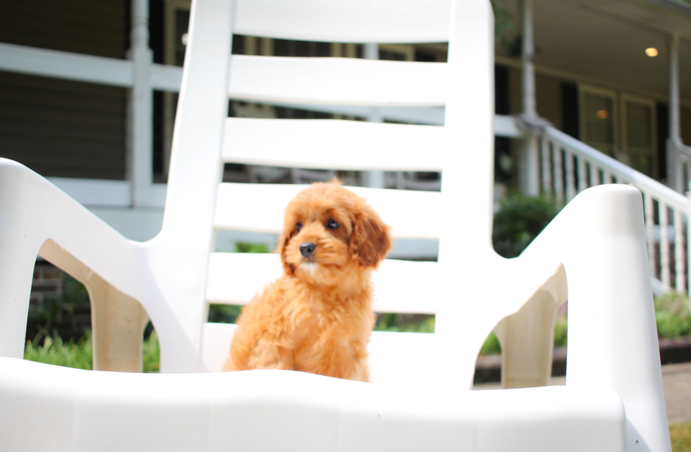 Cavapoo Puppy for Adoption