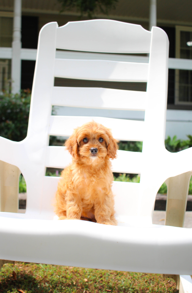 Best Cavapoo Baby