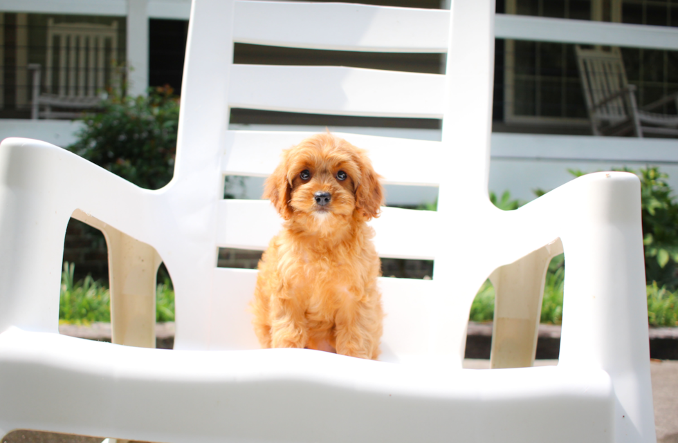 Cavapoo Puppy for Adoption