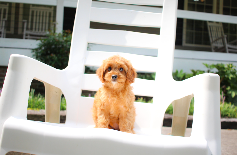 Cavapoo Pup Being Cute