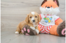 Hypoallergenic Cavadoodle Poodle Mix Puppy