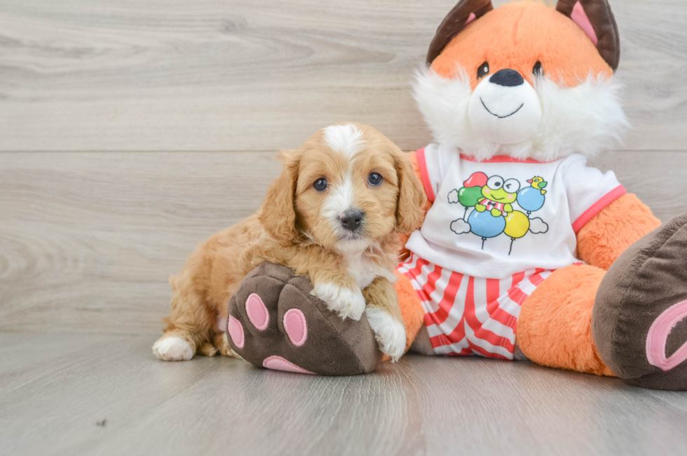 7 week old Cavapoo Puppy For Sale - Simply Southern Pups
