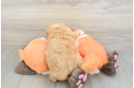 Best Cavapoo Baby