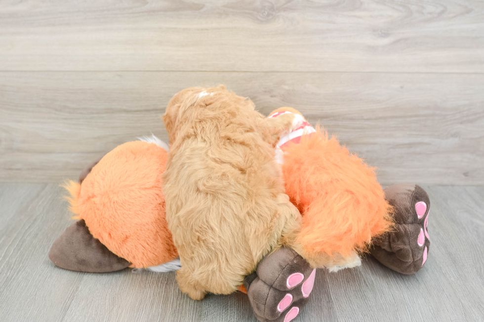 Best Cavapoo Baby