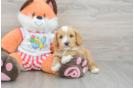 Sweet Cavapoo Baby