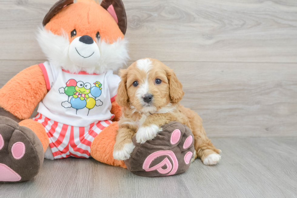 Sweet Cavapoo Baby