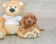 8 week old Cavapoo Puppy For Sale - Simply Southern Pups