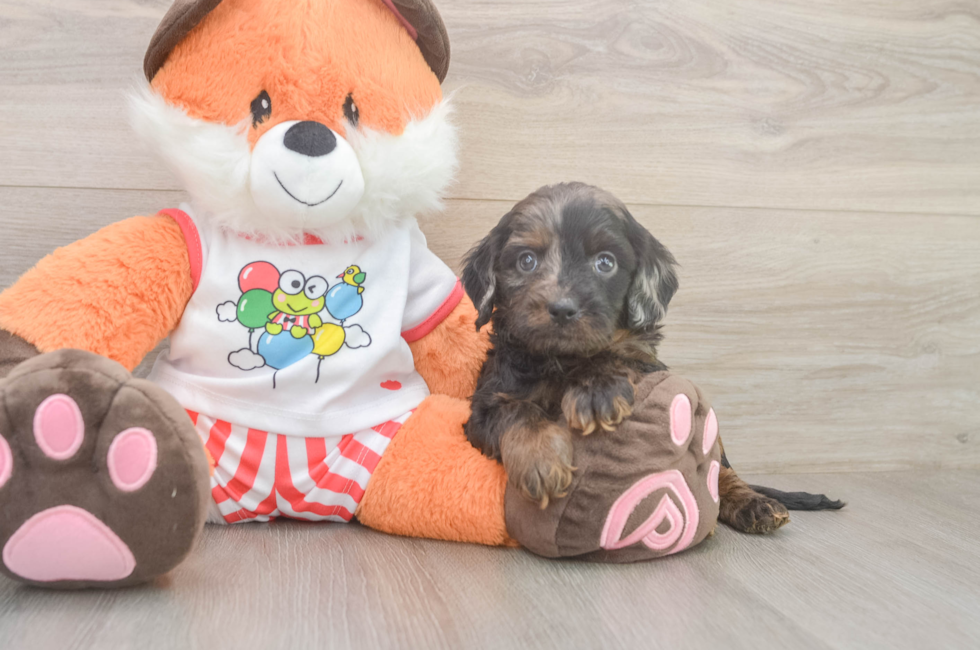 5 week old Cavapoo Puppy For Sale - Simply Southern Pups