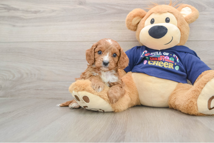 Little Cavipoo Poodle Mix Puppy