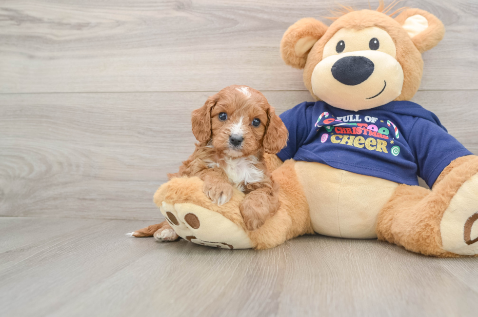 5 week old Cavapoo Puppy For Sale - Simply Southern Pups
