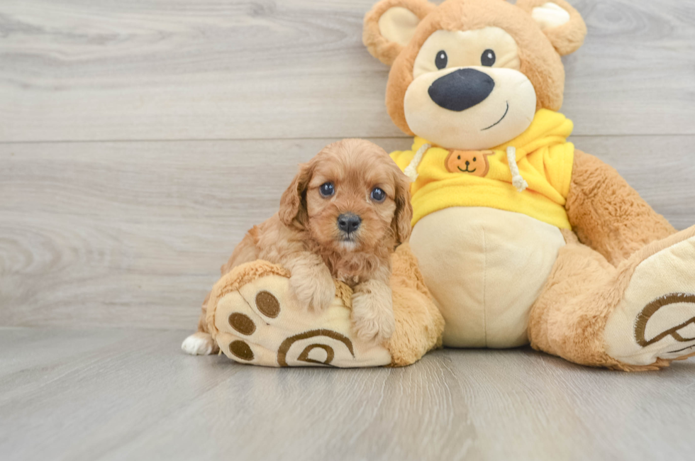 5 week old Cavapoo Puppy For Sale - Simply Southern Pups