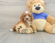 7 week old Cavapoo Puppy For Sale - Simply Southern Pups