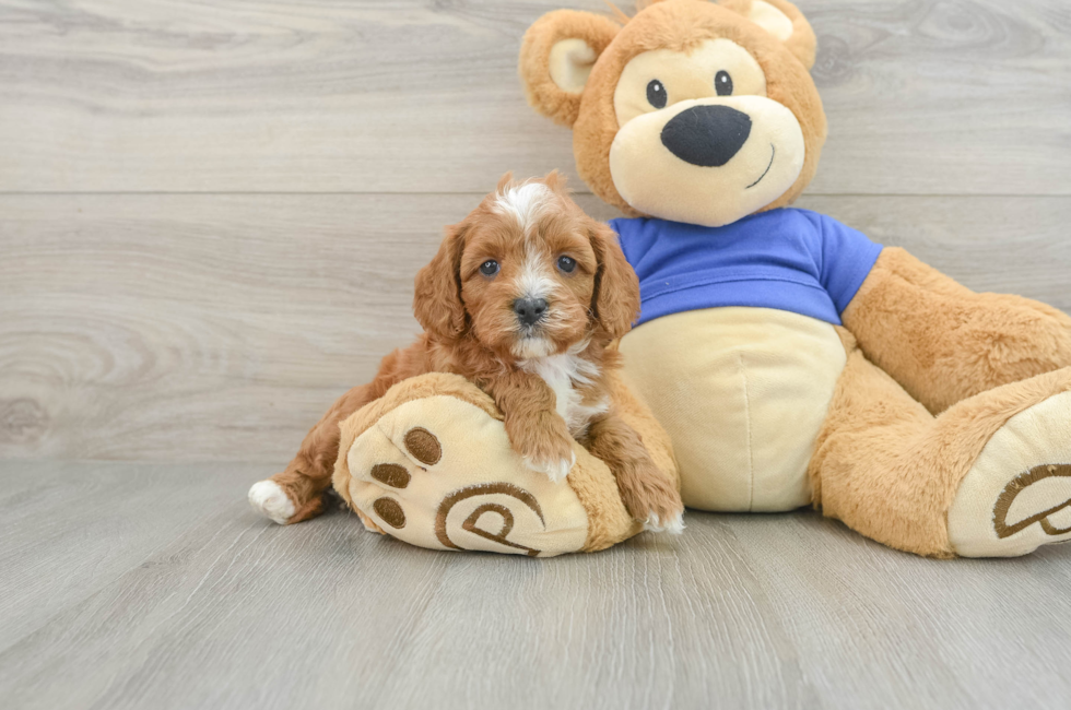 5 week old Cavapoo Puppy For Sale - Simply Southern Pups