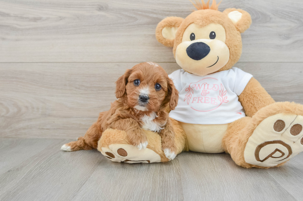 6 week old Cavapoo Puppy For Sale - Simply Southern Pups