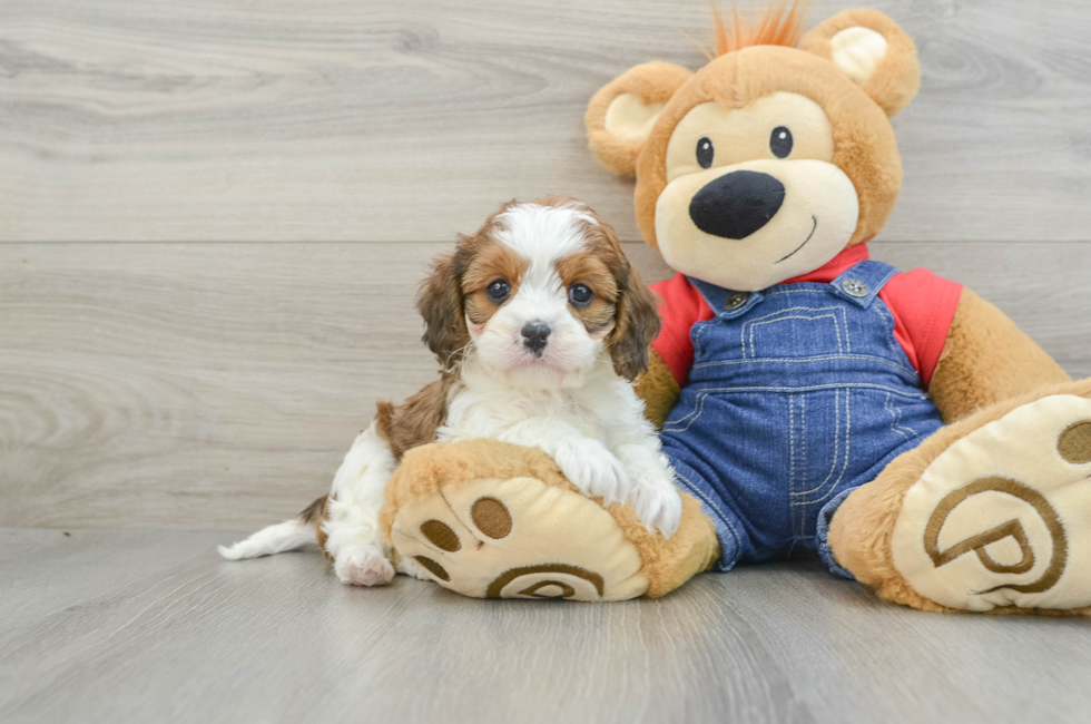 7 week old Cavapoo Puppy For Sale - Simply Southern Pups