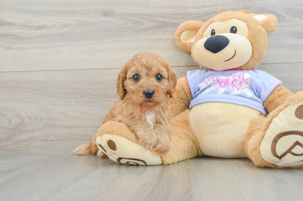 6 week old Cavapoo Puppy For Sale - Simply Southern Pups