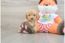 Happy Cavapoo Baby