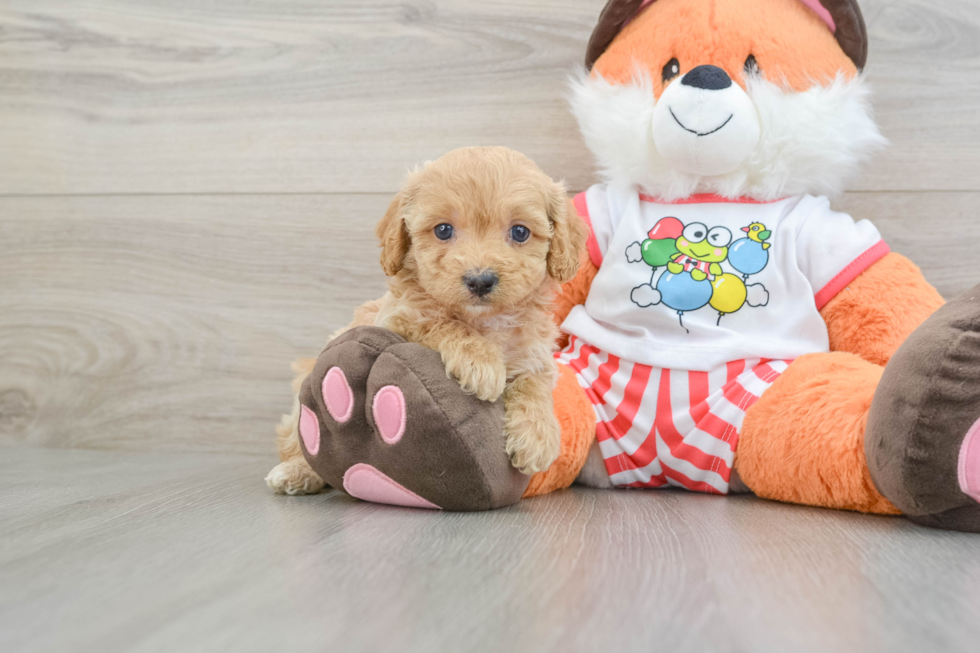 Happy Cavapoo Baby