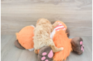 Cavapoo Pup Being Cute