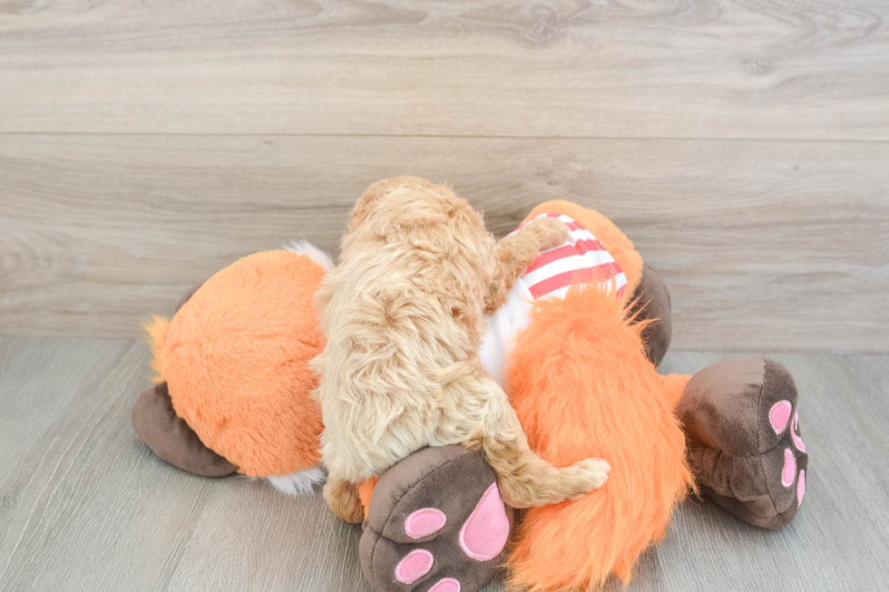Cavapoo Pup Being Cute