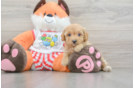 Best Cavapoo Baby