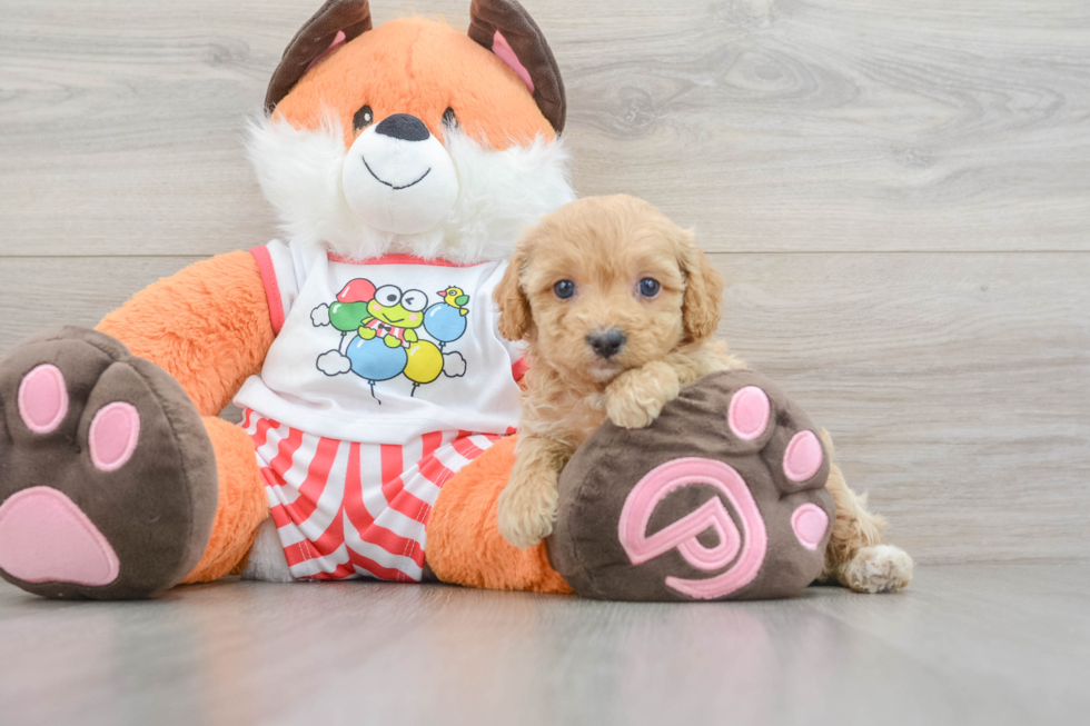 Best Cavapoo Baby