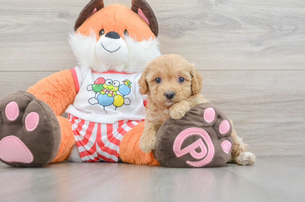 7 week old Cavapoo Puppy For Sale - Simply Southern Pups