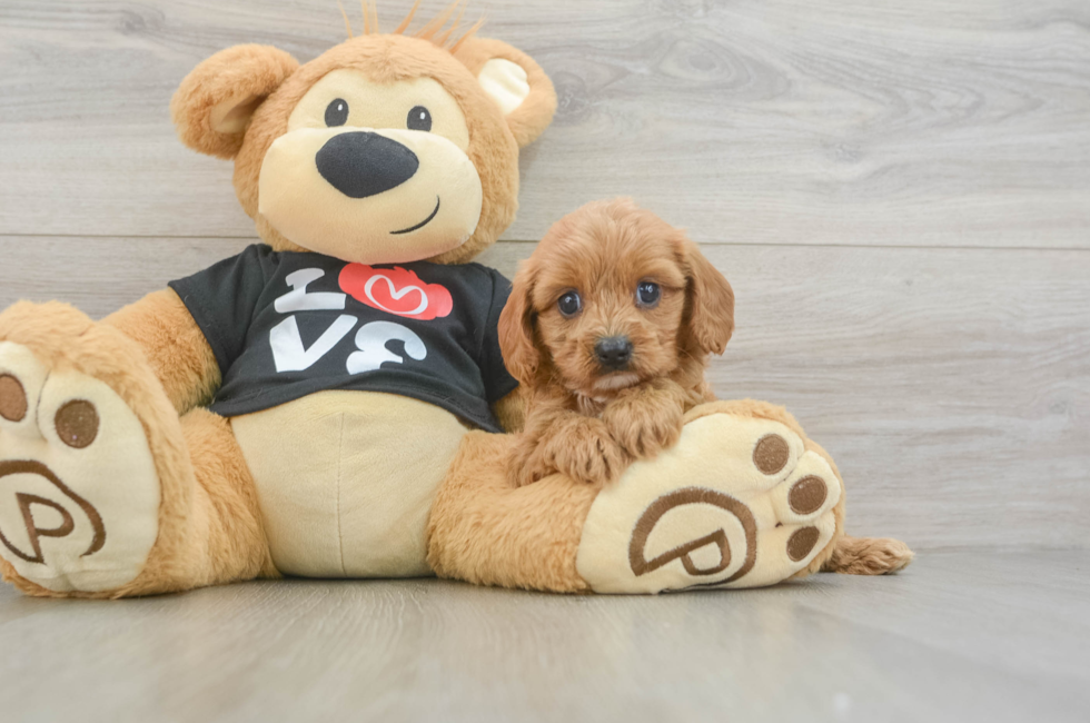 5 week old Cavapoo Puppy For Sale - Simply Southern Pups