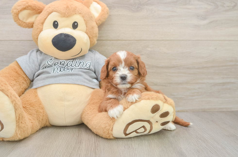 5 week old Cavapoo Puppy For Sale - Simply Southern Pups