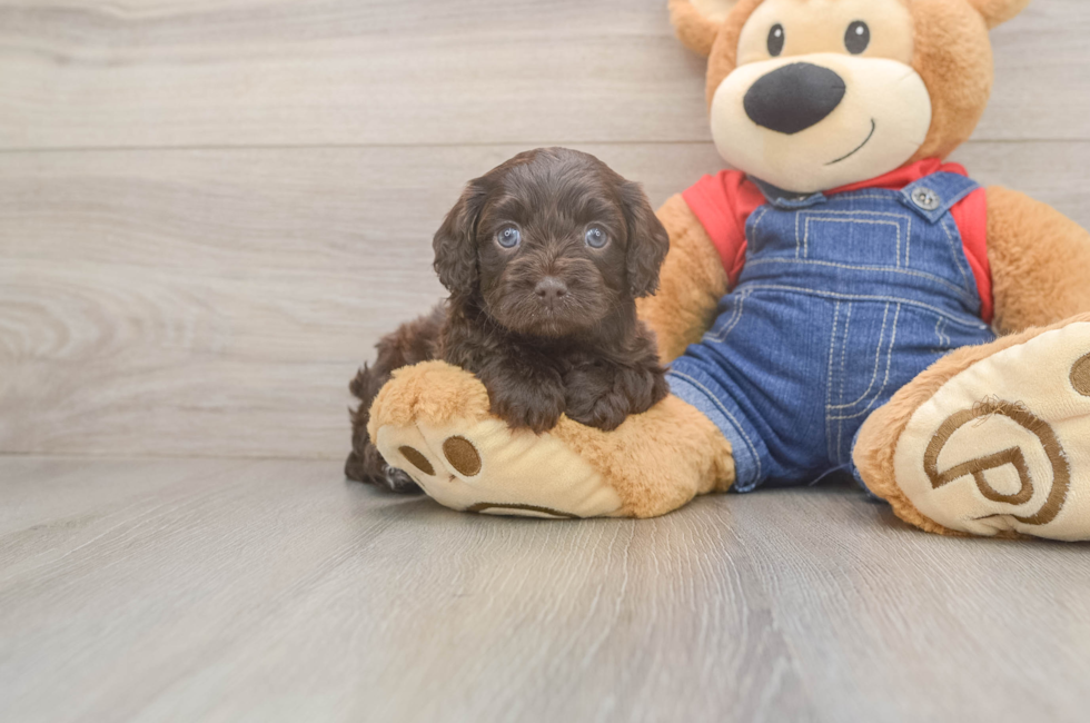 5 week old Cavapoo Puppy For Sale - Simply Southern Pups