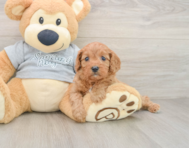 8 week old Cavapoo Puppy For Sale - Simply Southern Pups