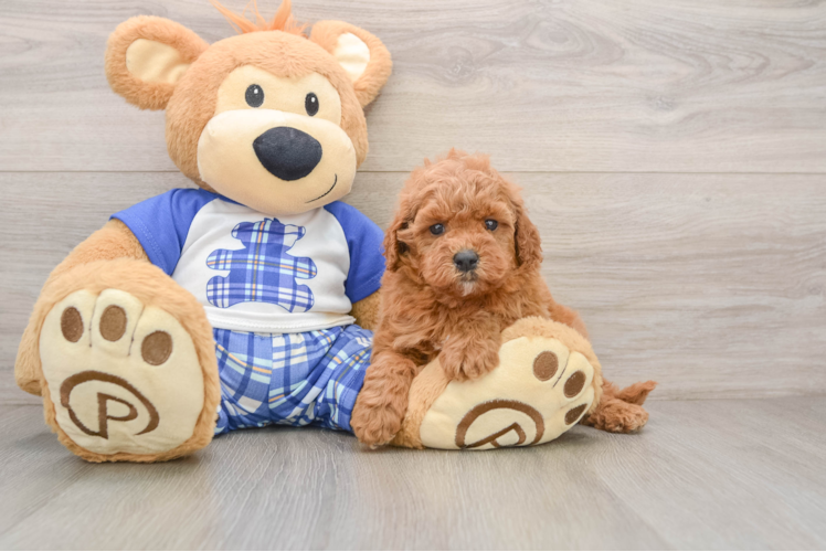 Petite Cavapoo Poodle Mix Pup