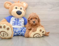 8 week old Cavapoo Puppy For Sale - Simply Southern Pups